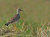 -grey-headed-lapwing