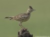 -oriental-skylark