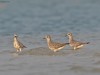 -pacific-golden-plover
