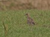 -pacific-golden-plover