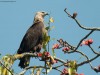 -pallass-fish-eagle