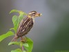 -streaked-weaver