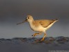 -terek-sandpiper