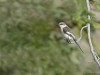 -white-bellied-minivet