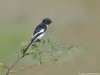 -white-bellied-minivet