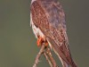 -amur-falcon