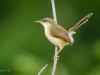 -ashy-prinia