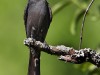 -ashy-drongo
