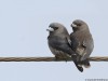 -ashy-woodswallow