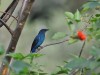 -asian-fairy-bluebird