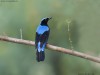 -asian-fairy-bluebird