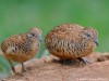 -common-buttonquail