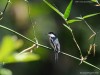 -bar-winged-flycatcher-shrike