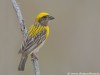 -baya-weaver
