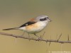 -bay-backed-shrike