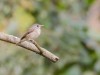 -brown-breasted-flycatcher-brown-breasted-flycatcher