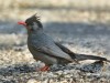 -black-bulbul