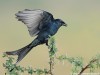 -black-drongo