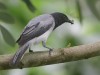 -black-headed-cuckooshrike
