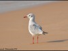 -black-headed-gull