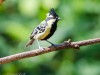 -black-lored-yellow-tit