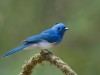 -black-naped-monarch-flycatcher