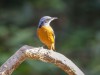 -blue-headed-rock-thrush