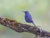 -blue-rock-thrush