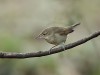 -blyths-reed-warbler