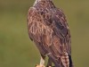 -bonellis-eagle
