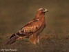 -booted-eagle