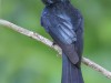 -bronzed-drongo