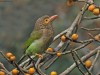 -brown-headed-barbet