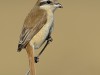 -brown-shrike