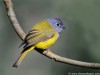 -grey-headed-flycatcher
