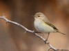 -common-chiffchaff-