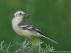 -citrine-wagtail