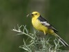 -citrine-wagtail