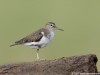 -common-sandpiper