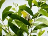 -common-iora