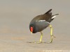 -common-moorhen