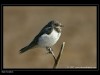 -common-swallow