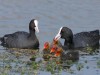 -common-coot