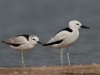 -crab-plover
