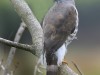 -crested-goshawk