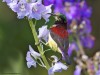 -crimson-backed-sunbird