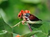 -crimson-backed-sunbird