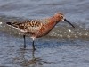 -curlew-sandpiper