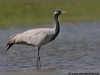 -demoiselle-crane