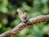 -dark-fronted-babbler